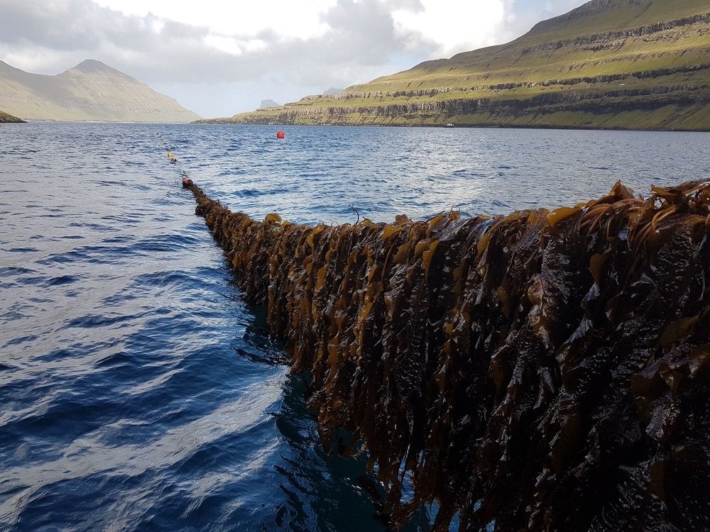 Ocean Rainforest’s Faroe Islands seaweed farming operations.