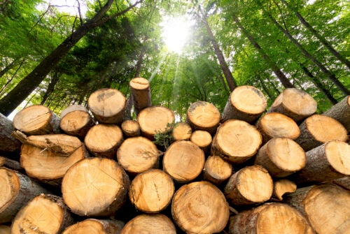 Trunks of trees cut and stacked in the foreground, green forest in the background with sun rays