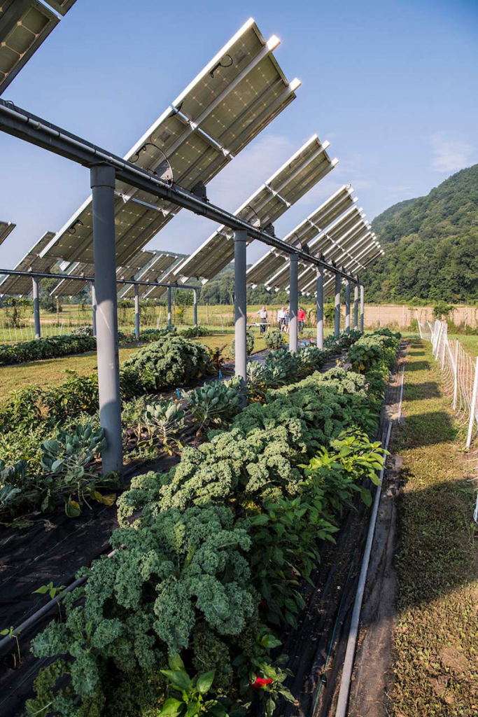 Figure 3 is a photograph taken on a farm that has deployed agrivoltaics. The photo shows a row of kale and pepper plants growing in the shade of intermittent and evenly spaced solar panels that have been installed on a central mount that runs the full length of the plot.