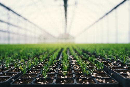 Seedlings of coniferous trees. Pine seedlings grown in commercial greenhouse. Young pine trees for forestry. Small seedlings of pine grown in cultivation tray.