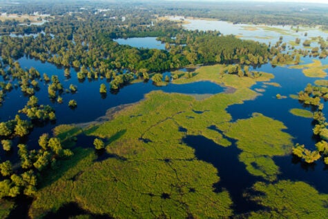 Aerial view of the reeds and willows during the flood in Kopacki rit Nature Park, Croatia