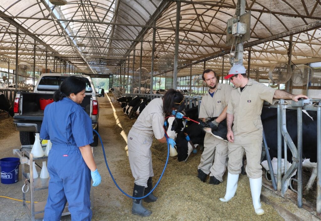 Image 2: A Rumen Sample being taken Orally from a Cow at New Bolton Center