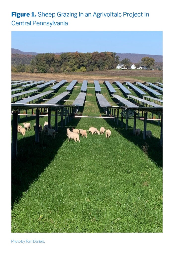 Sheep Grazing Under Solar Panels
A flock of sheep grazes beneath rows of solar panels in a lush green field, with farmland and hills visible in the background. The image demonstrates the integration of livestock grazing and solar energy production in an agrivoltaic system.